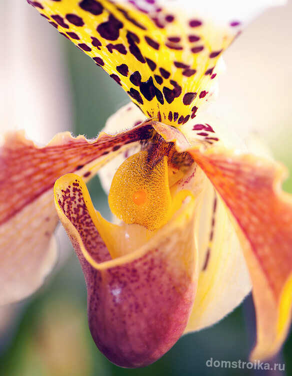Роскошный цветок относится к семейству орхидей