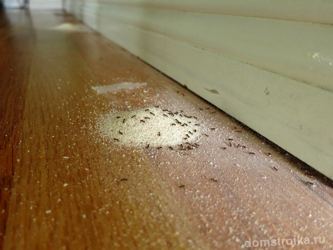 Как избавиться от муравьев в частном доме. Важно размещать приманки в местах, недоступных для детей и домашних животных