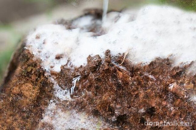 Как избавиться от муравьев в частном доме. Мыльную воду в большом количестве можно влить во вход гнезда муравьев. Будьте предельно осторожны, если имеете дело с агрессивными красными муравьями! Их лучше выводить другими методами.