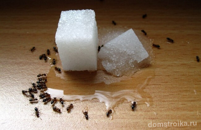 Как избавиться от муравьев в частном доме. Муравьи охотно идут на приманки из сахара или сахарного сиропа