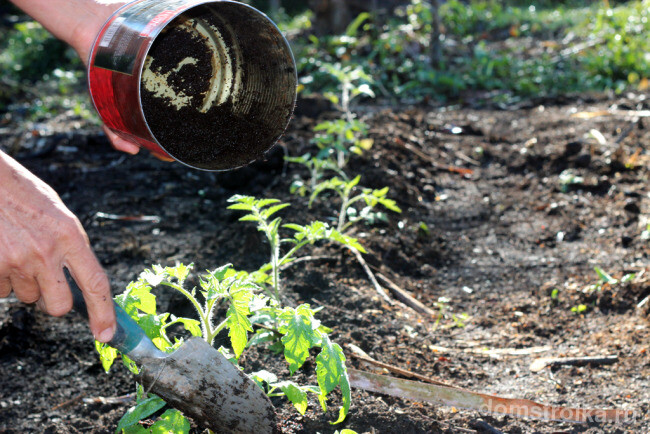 Как избавиться от муравьев в частном доме. Среди садоводов прием защиты растений от муравьев кофейной гущей широко известен