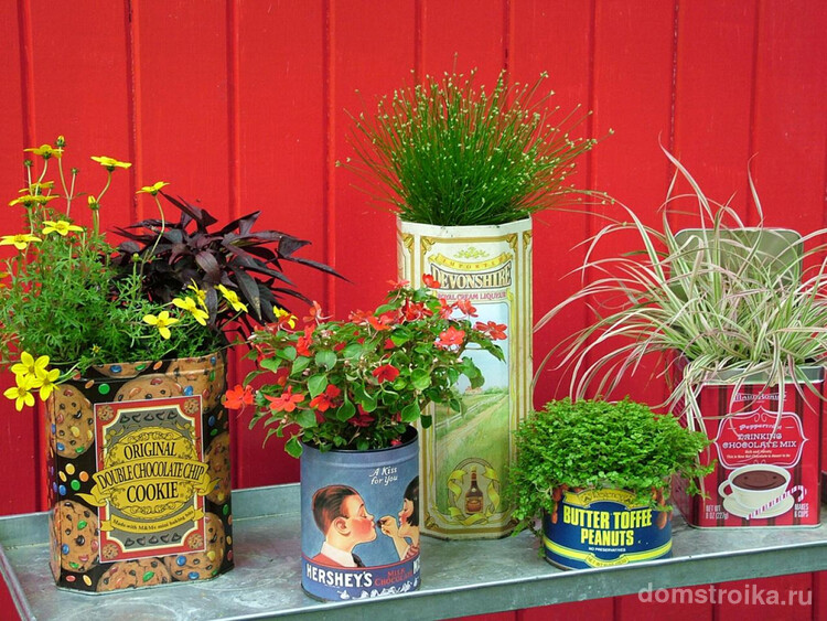 Разнообразные жестяные банки - самый простой вариант вазона для растений