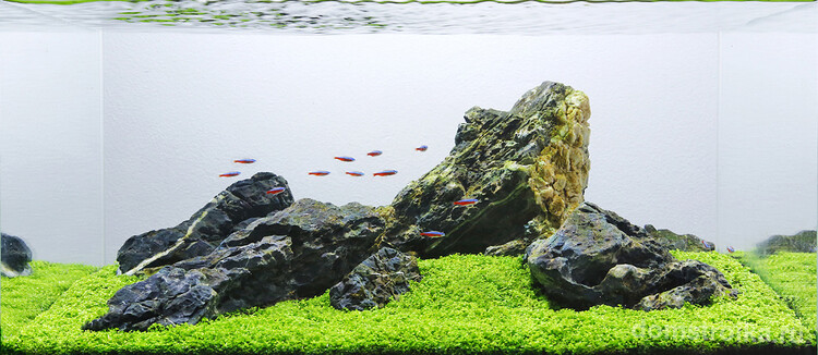 Пестрые рыбы на фоне серых камней