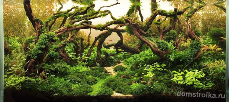Красивая композиция из корней и водорослей