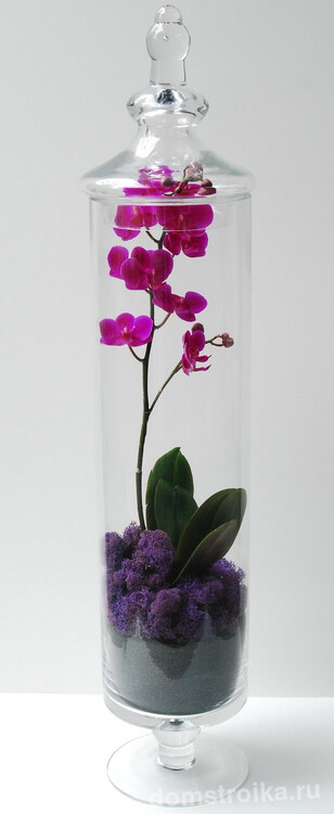 Флорариум с орхидеей со съемной крышкой для создания наиболее комфортных условий для растения