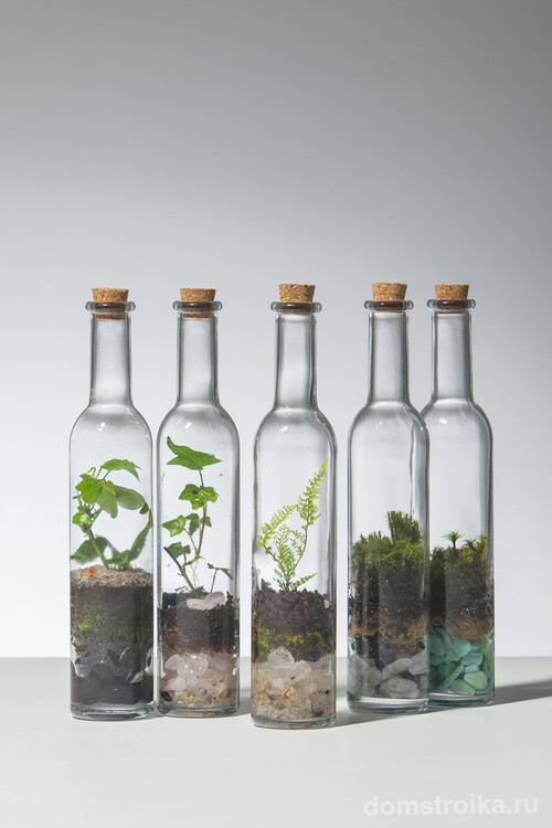 Очень красиво выглядят композиции флорариумов в прозрачных стеклянных бутылках