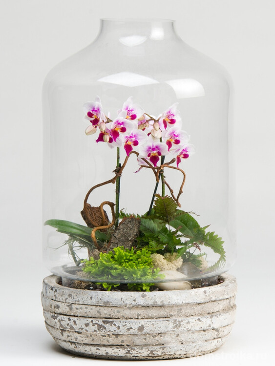 Комбинированный флорариум в виде стеклянного купола с деревянной основой дна