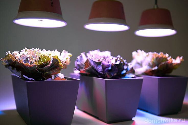 Там где растения находятся при недостатке или отсутствии естественного освещения нужно обеспечить их дополнительным светом искусственных источников