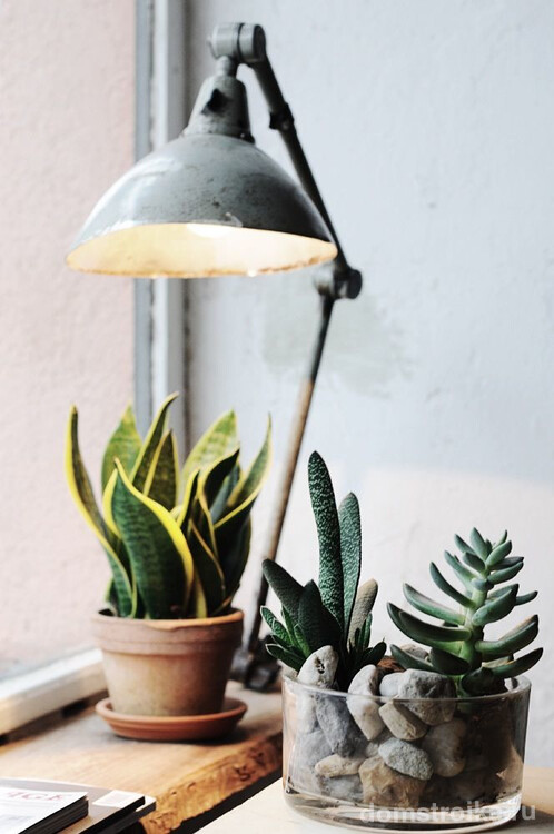 Лампа накаливания для освещения комнатных растений