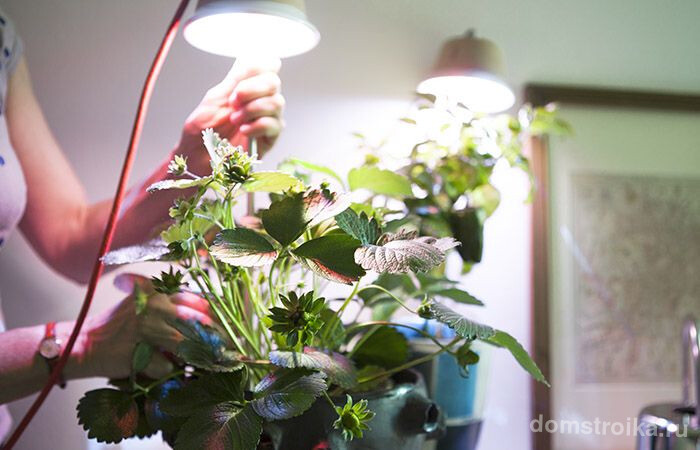 Лампа для выращивания клубники в домашних условиях