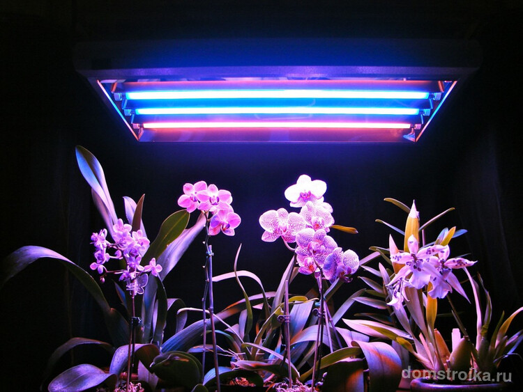 Люминесцентное освещение для великолепных орхидей