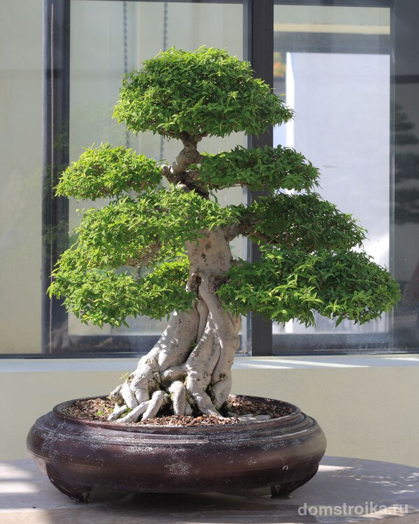 Роскошное симметричное дерево Майоги