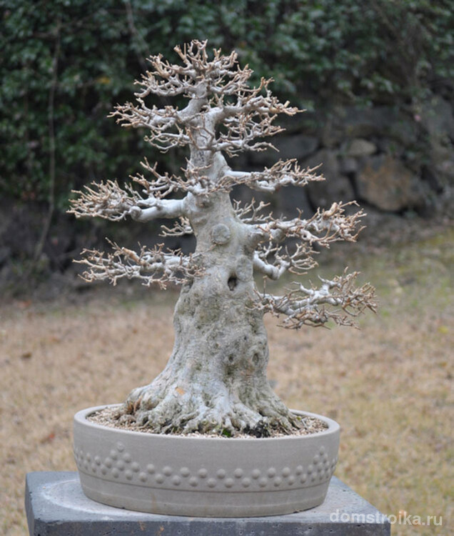 Каменная скульптура конусообразного дерева Чоккан в японском саду