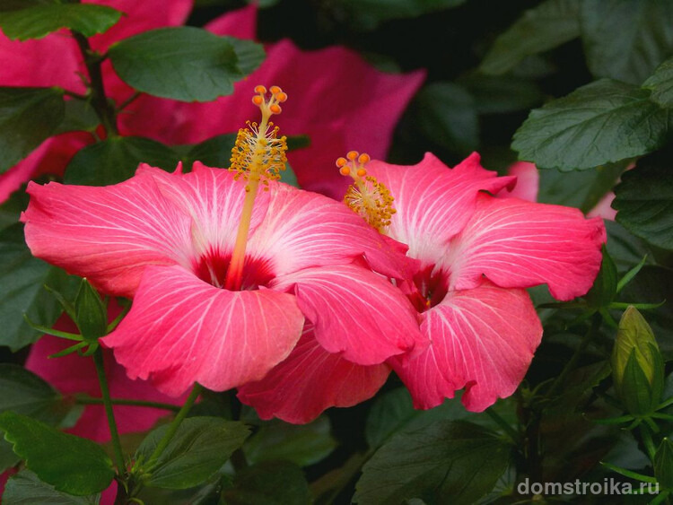Красивые розовые цветы поднимут настроение и наполнят радостью вас на целый день