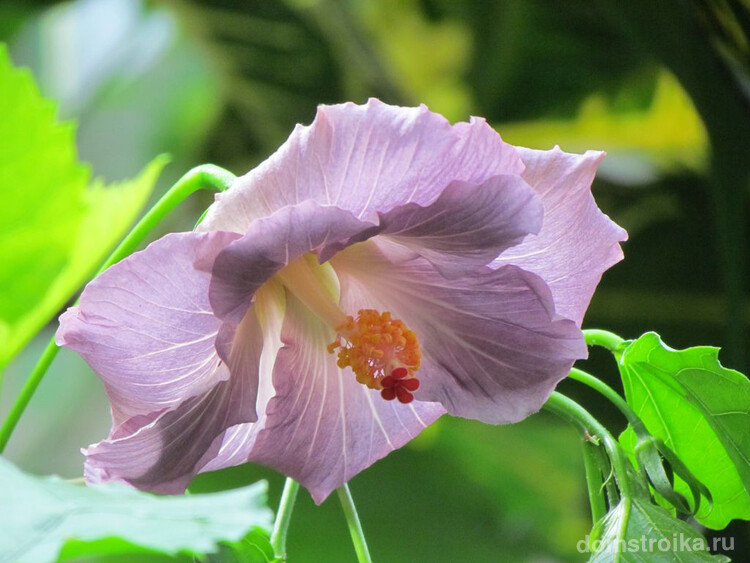 Красивый цветок с пепельно-фиолетовым оттенком