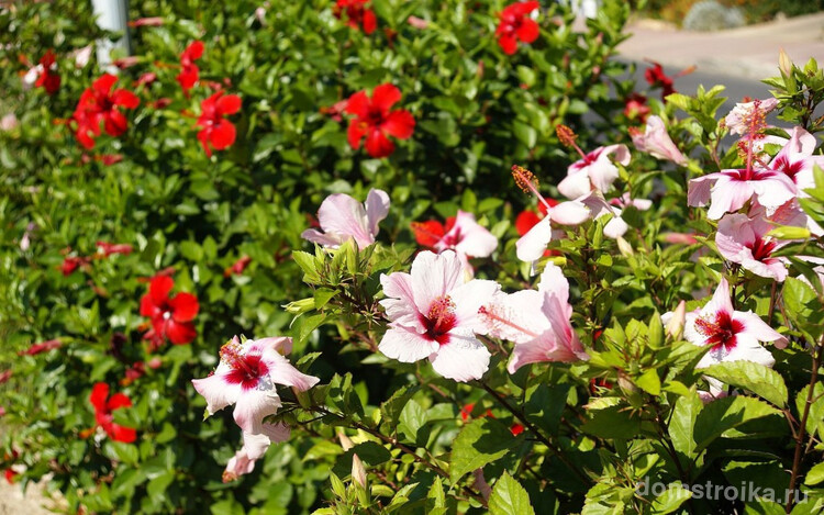 Сирийская роза послужит прекрасным украшением вашего загородного участка