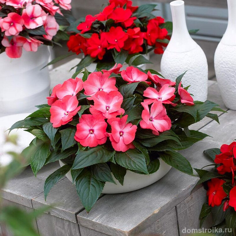 Бальзамин благодаря своей красоте и неприхотливости очень популярный цветок