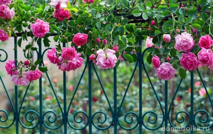 Пышное цветение плетущихся роз восхитят даже заядлого цветовода