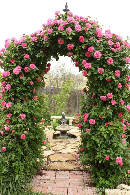 Великолепная арка из вьющихся роз