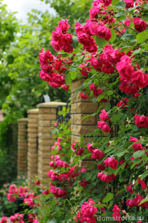 Особое восхищение у садоводов всегда вызывала плетистая роза с ее длинными ветвями, усыпанными роскошными цветками