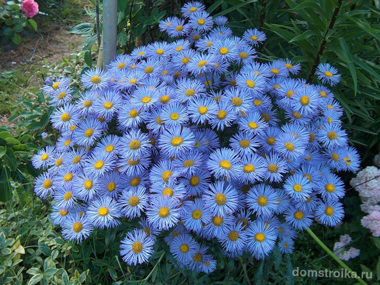 Пушистый многолетник голубого цвета украсит сад