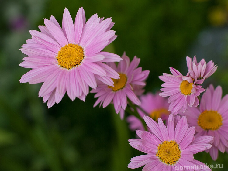 Нежно-розовый цветок пиретрум
