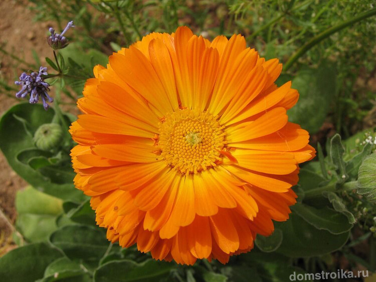 Группа Георгиноцветковых. Крупные махровые соцветия до 15 см в диаметре имеют яркую насыщенно-оранжевую окраску