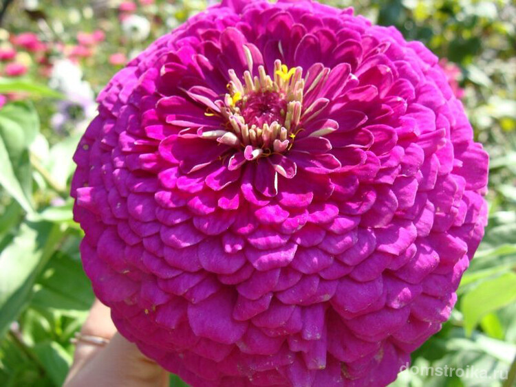 Махровые крупные соцветия пурпурно-лилового цвета