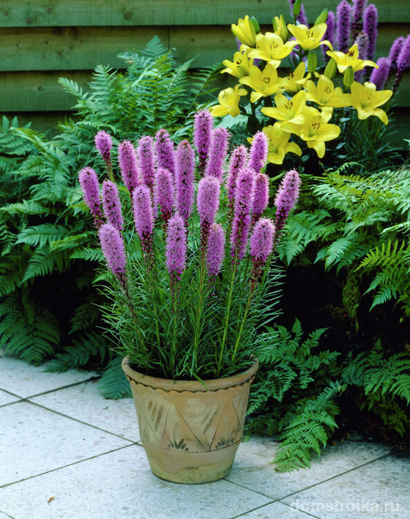 Пушистые цветы в вазе украсят ваш двор