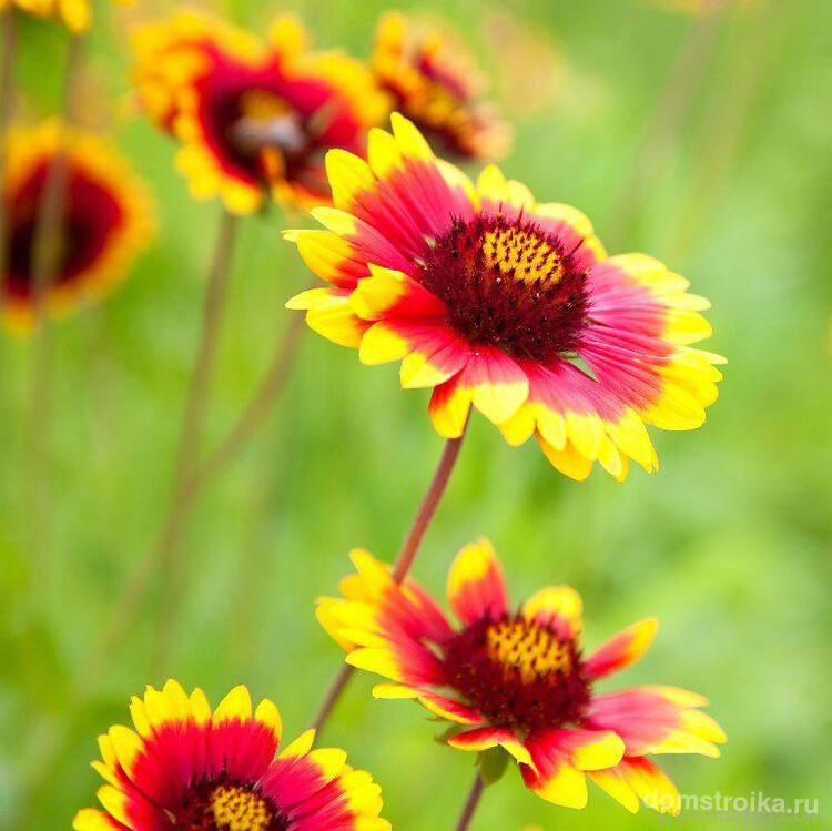 Солнечный яркий цветок гайлардия, сорт Пикта