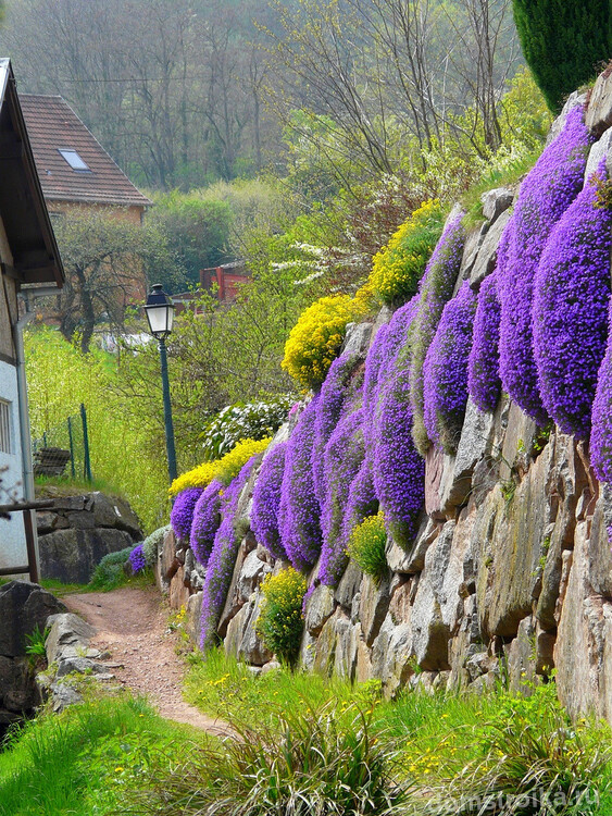 Восхитительно цветущие лиловые каскады в дизайне изгороди