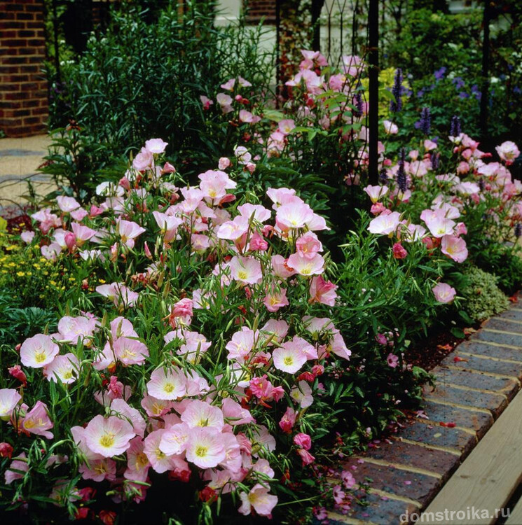 Нежно-розовые цветы красиво смотрятся во дворе частного дома