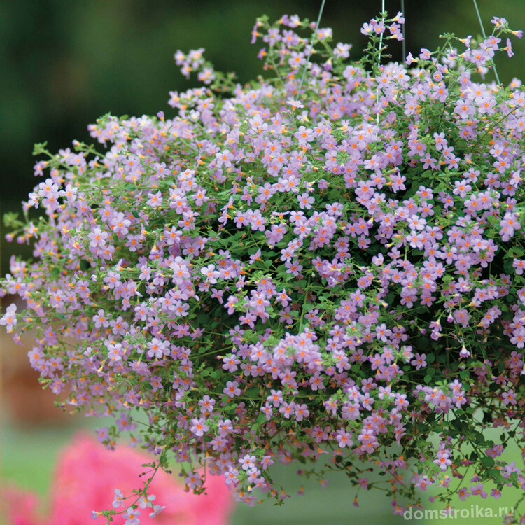 Блютопия - красивое растение с сиренево-розовыми цветками
