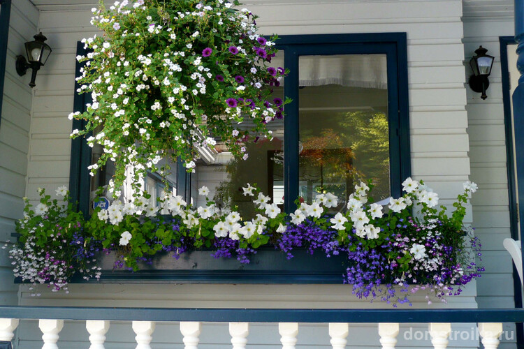Голубой буран и белое облако украшают окно загородного дома. Дополняет композицию белая петуния