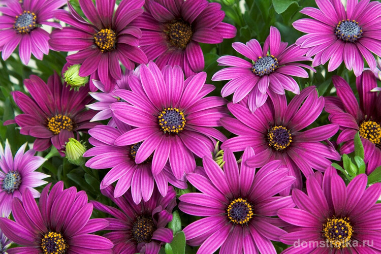 Яркие цветки остеоспермума поднимают настроение и используются в качестве цветовых акцентов