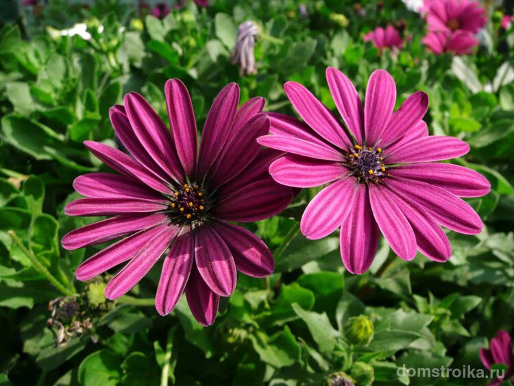 Розово-фиолетовые цветы сорта конго пользуются огромной популярностью среди садоводов