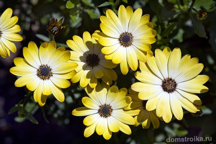 Буттермилк имеет желто-белые цветы с градиентным переходом