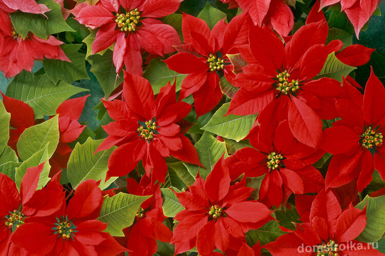 Цветущая пуансетия порадует вас яркими красками в зимнее время года