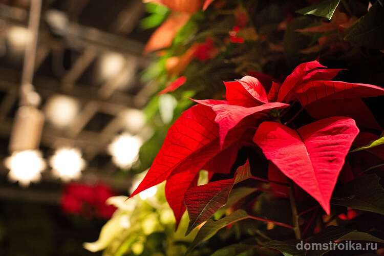 Специальная система ухода за растением в период цветения, обеспечит вас яркими красными прицветниками пуансетии прямо к Новому году