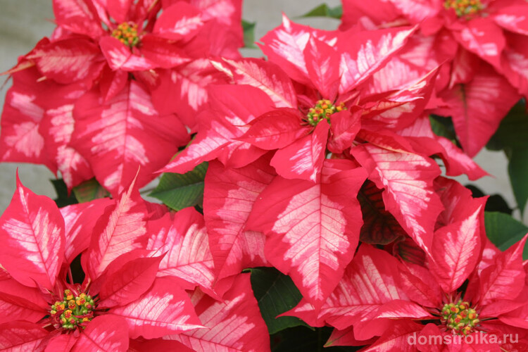 Уже на следующую зиму после черенкования растение подарит вас рождественское цветение