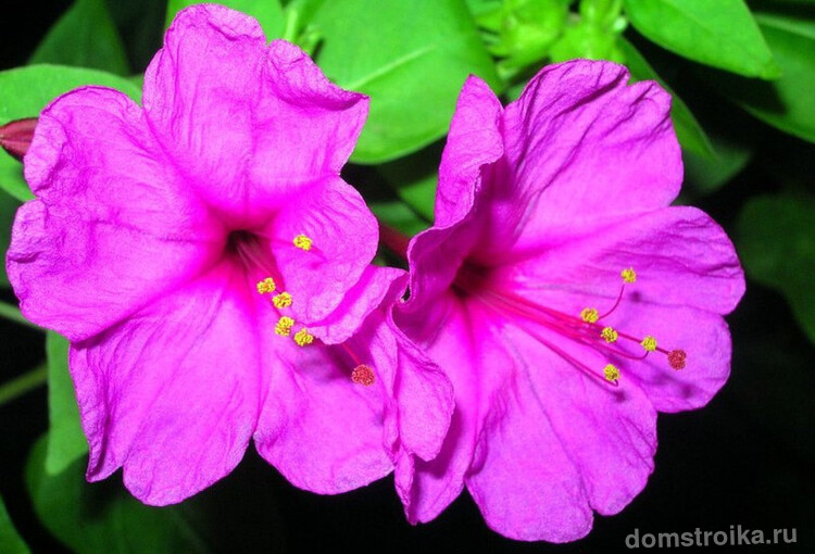 Яркий фиолетовый цветок мирабилис