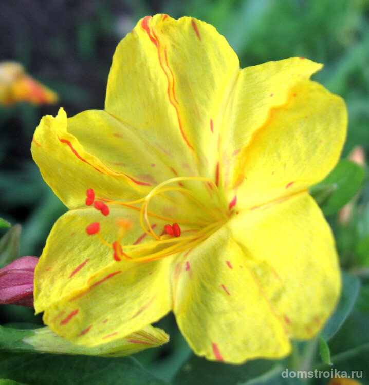 Ночной цветок мирабилис (95+ фото): все, что нужно знать о сортах, посадке и уходе