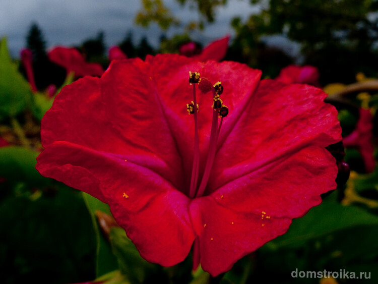 Ночной цветок мирабилис (95+ фото): все, что нужно знать о сортах, посадке и уходе