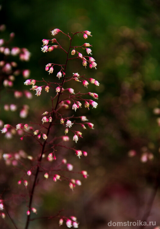 Мелкие цветы на цветоносах гейхеры сорта пурпурный замок имеют белый цвет с розоватым акцентом на цветоложе