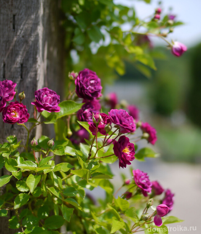 Редко можно увидеть розу в фиолетовом цвете. На фото: сорт Bleu Magenta