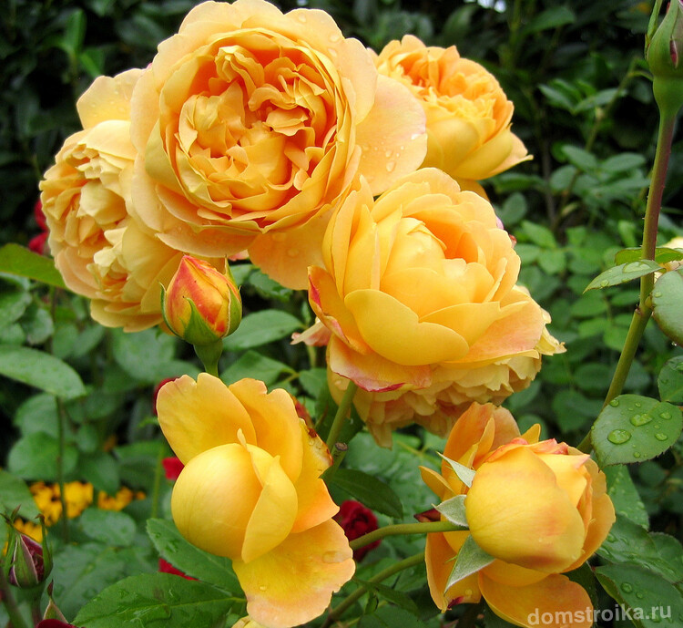 Один из множества видов английской розы (розы Дэвида Остина или просто "остинки")