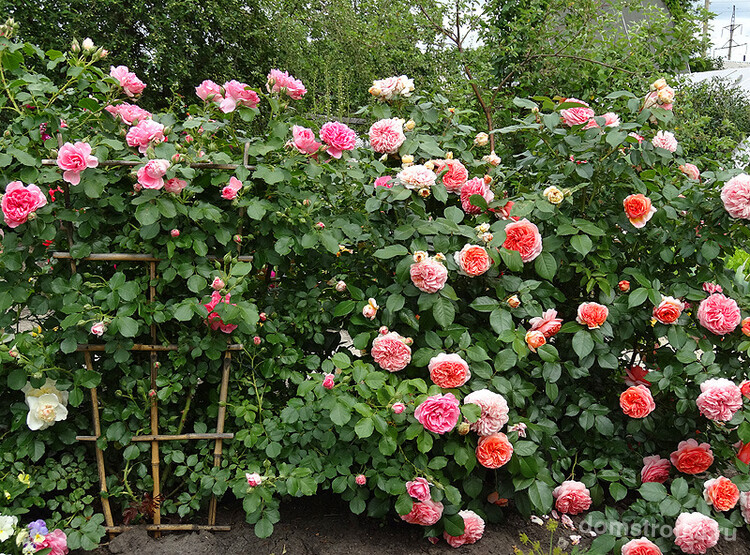 У этого сорта парковой розы много преимуществ: он имеет красивую и высокую форму куста, устойчив к болезням и морозам, обильное цветет, а также устойчив к дождям
