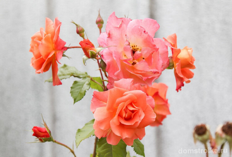 Роза сорта Вестерленд быстро растет и к тому же зимостойкая, её можно использовать как кустовую либо плетистую розу