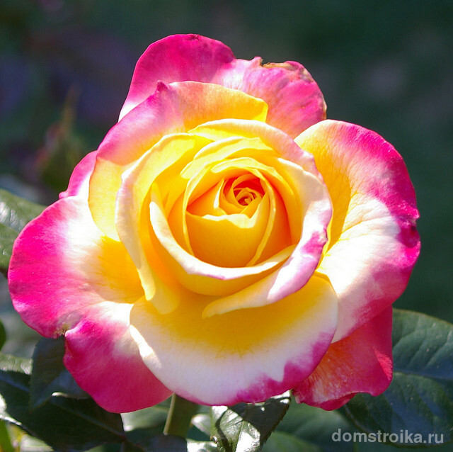Аристократичная красота цветущей парковой розы - красавицы из XIX столетия