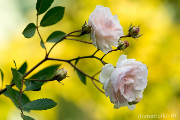 Полиантовая роза сорта Marie-Jeanne